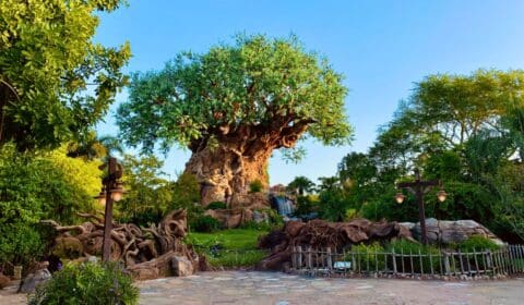 Walt Disney World Weather