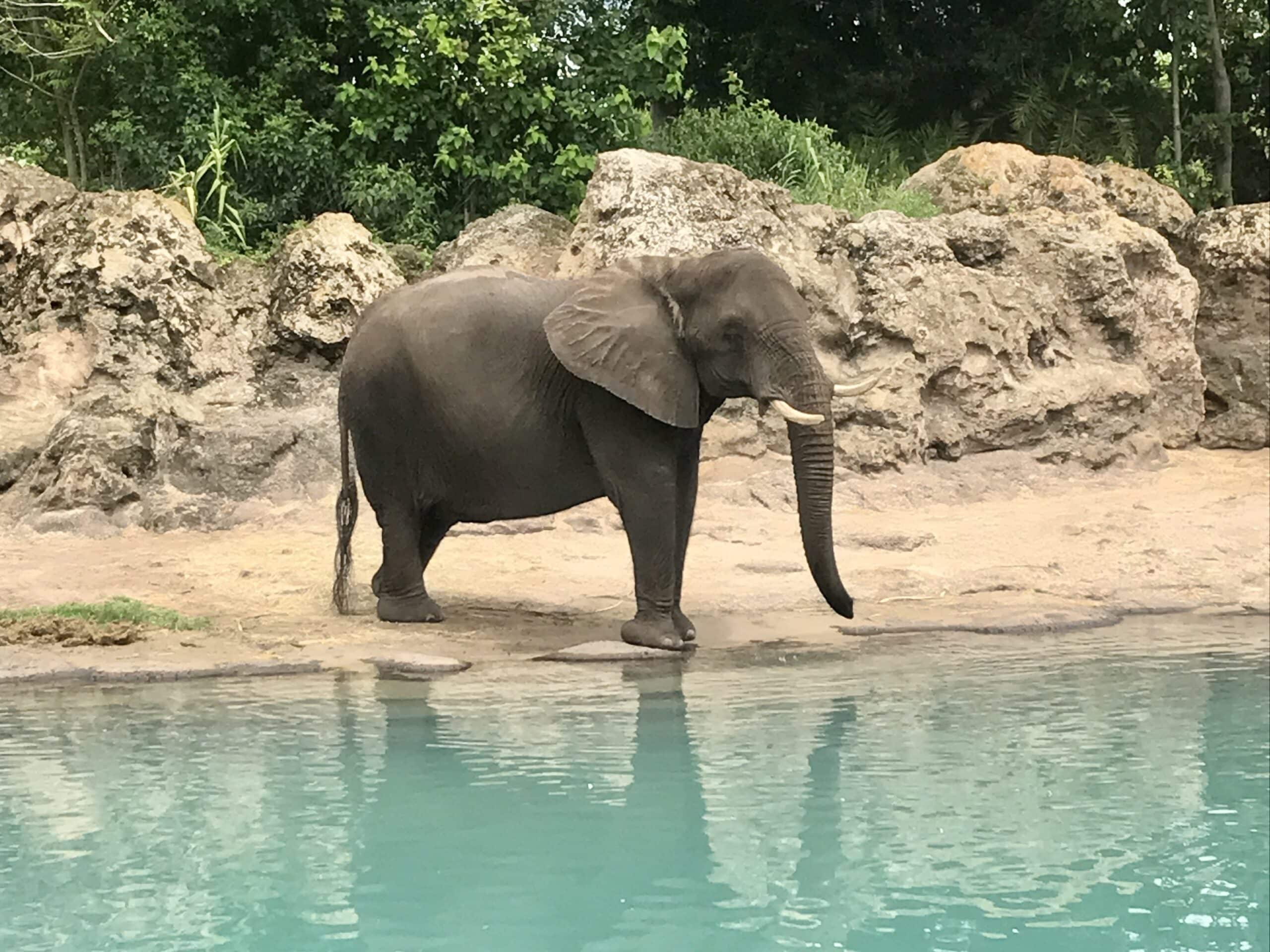 Animal Kingdom Rides