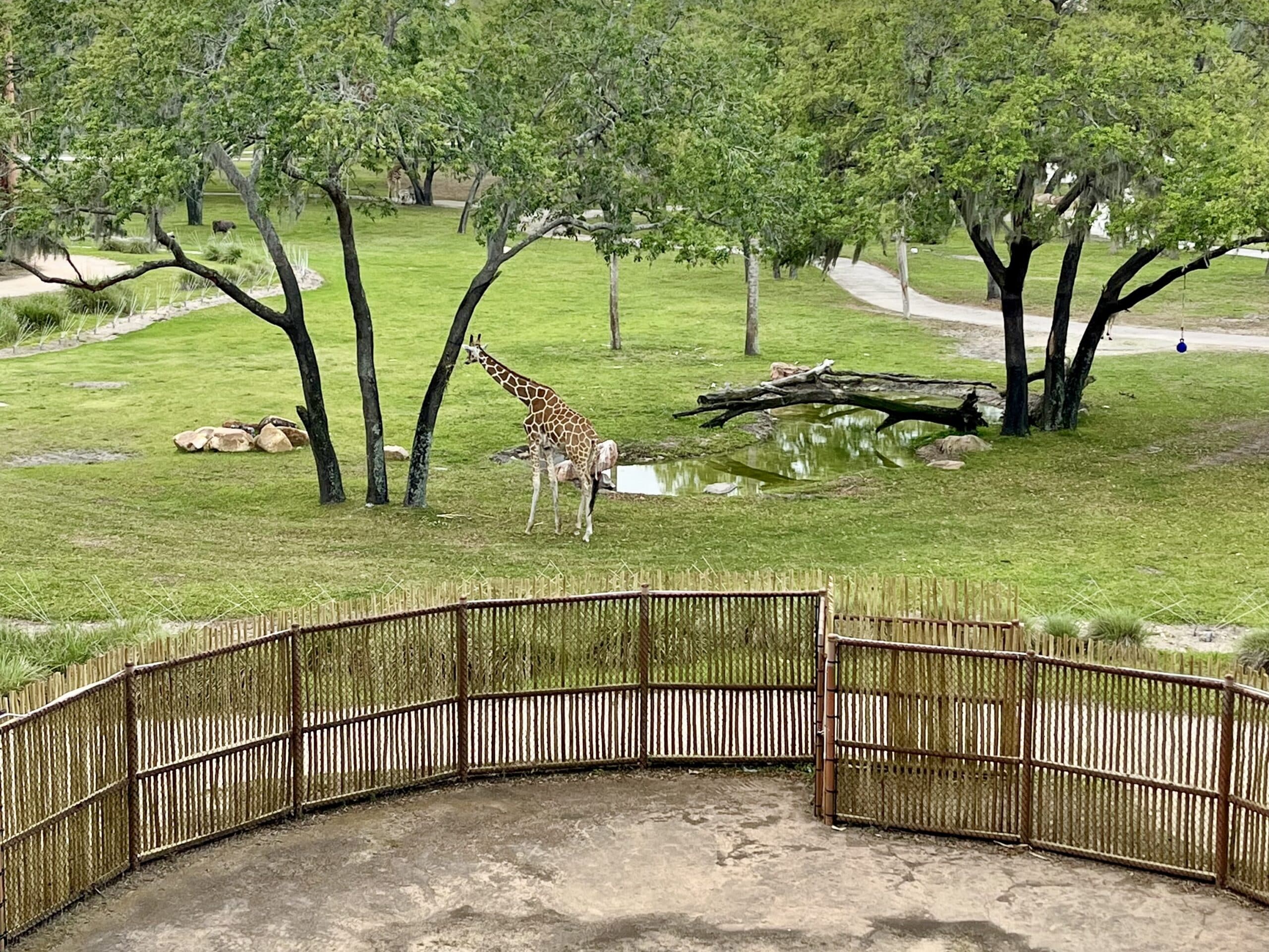review Animal Kingdom Lodge