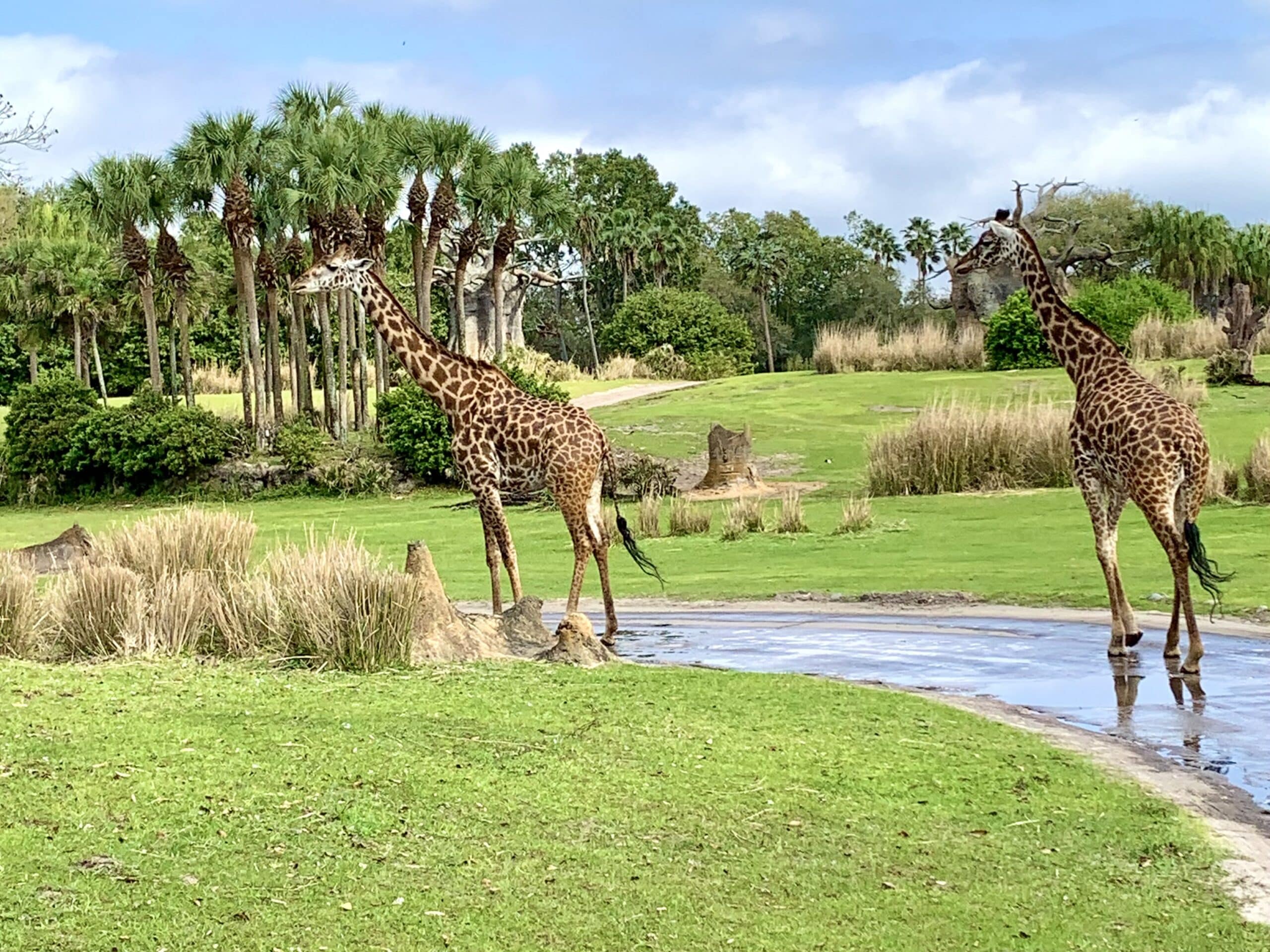 Animal Kingdom Must Dos